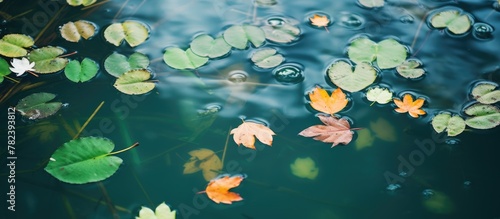 Water Lilies Among Floating...