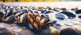 Mussels clustered on rocky shore