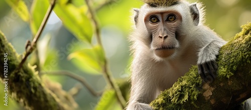 Monkey perched on branch wi...