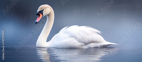 A graceful swan swimming pe...