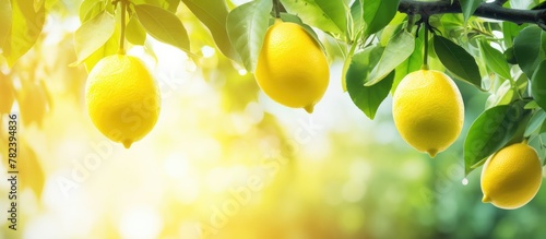 Lush lemons on sunlit tree
