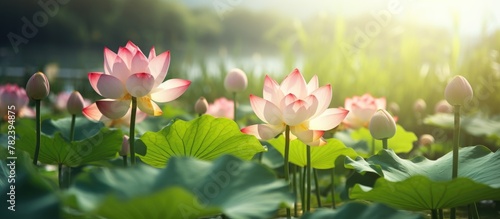Lotus flowers in a serene p...