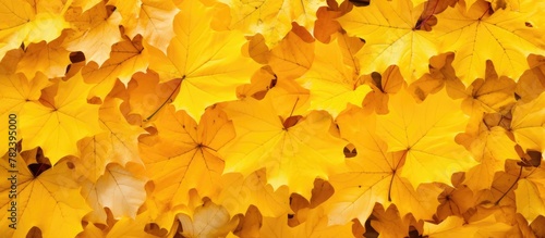 Bright autumn leaves create...