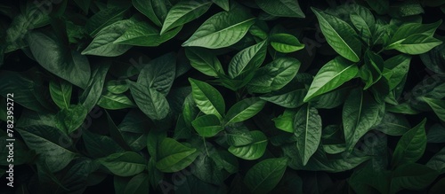 Close-up green leaves on bl...