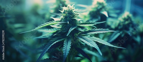 Green plant leaves field cl...