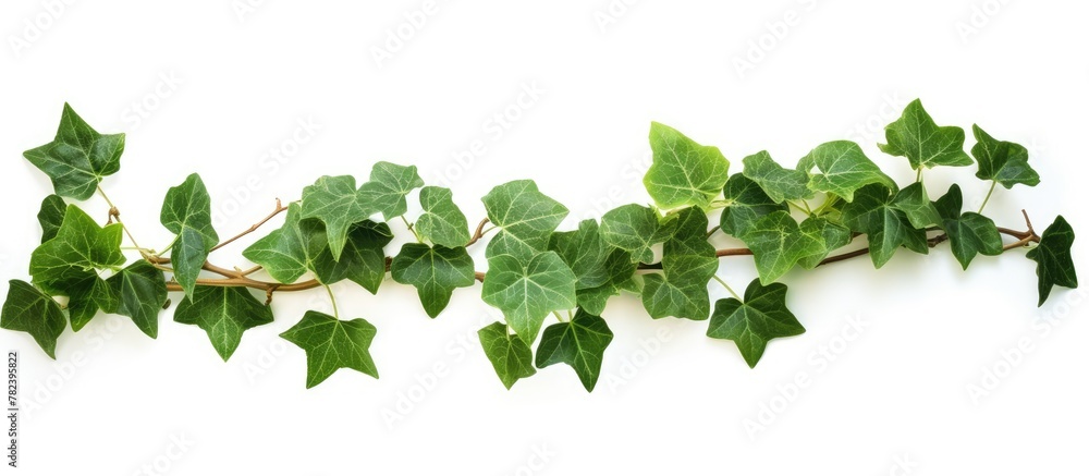 Close-up of ivy leaves on white backdrop Close-up of ivy leaves on white backdrop