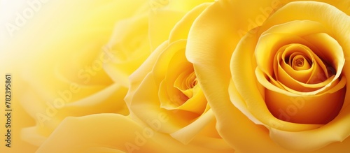 Close-up of vibrant yellow roses photo