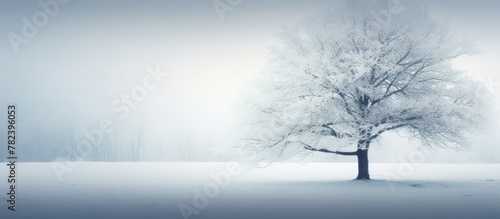 Snow-covered tree in misty ...