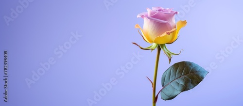 Pink rose on blue background