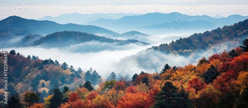 Autumn trees in diverse col...