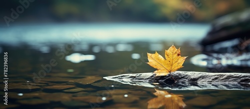 Leaf on Rock in Idrijca River