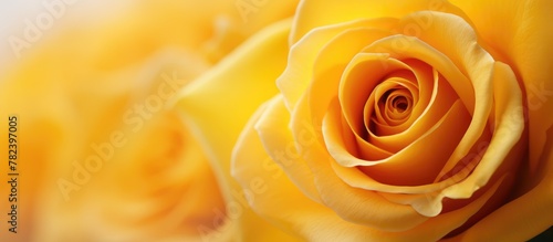 Yellow Rose on White Backgr...