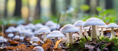 Mushrooms growing in woodland