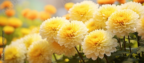 Autumn chrysanthemum blooms...