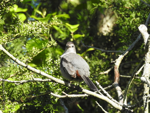 A gray catbird perched on a branch within a woodland forest. Bombay Hook National Wildlife Refuge, Kent County, Delaware.  photo