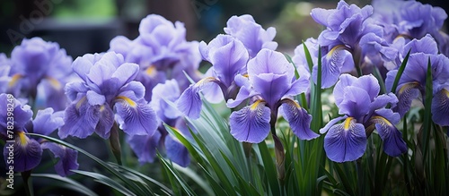Purple flowers garden green...