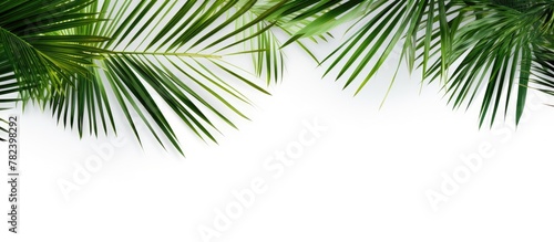 Close-up of single palm tree on white backdrop