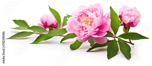 Two pink blossoms on branch  surrounded by green foliage