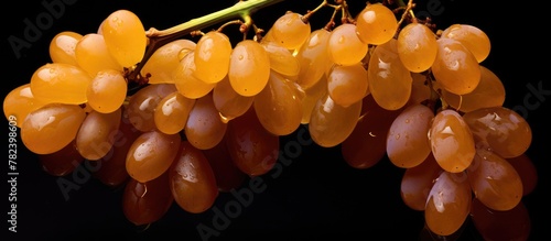 Bunch of grapes on twig
