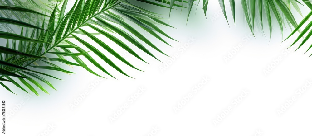 Close-up of palm frond on white backdrop Close-up of palm frond on white backdrop