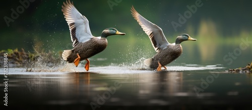 Ducks Flying Above Water