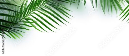 Close-up of palm frond on white backdrop photo