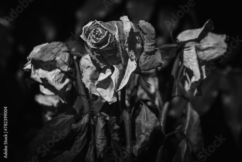 Dried rose flower head as symbol of death. Black and white horizontal image.