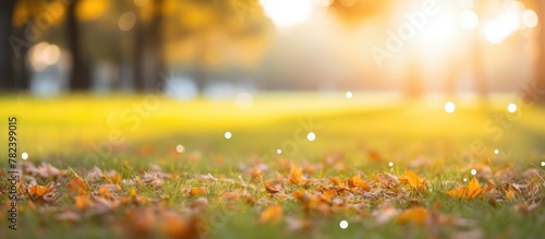 Field of green grass with f...