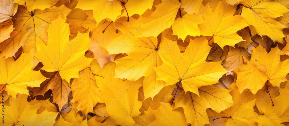 Fototapeta premium Yellow leaves closeup