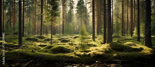 A tranquil forest with tree-covered rocks in scenic Sweden photo