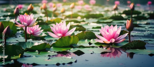 Pink lotus blooms in serene...