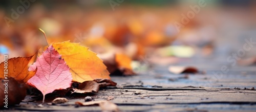 Leaves and nuts on the autu...