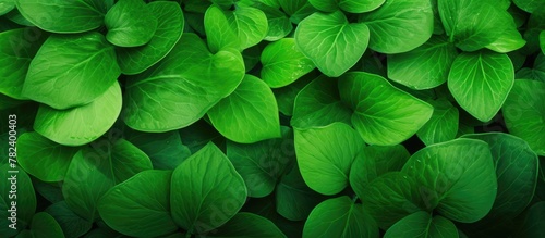 Green leaves close up on wall © vxnaghiyev