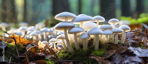 Mushrooms thriving in lush ...
