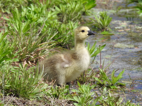 A baby, Canadian goose, gosling enjoying a beautiful spring day within the wetlands of the Bombay Hook National Wildlife Refuge, Kent County, Delaware.