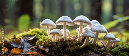 Mushrooms sprouting on mossy woodland log