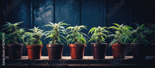 Row of cannabis plants in pots on wood table