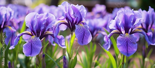 Purple flowers in field