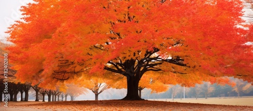 Orange-leaved tree in a fie...