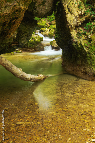 Scenic view of river amidst trees in forest photo