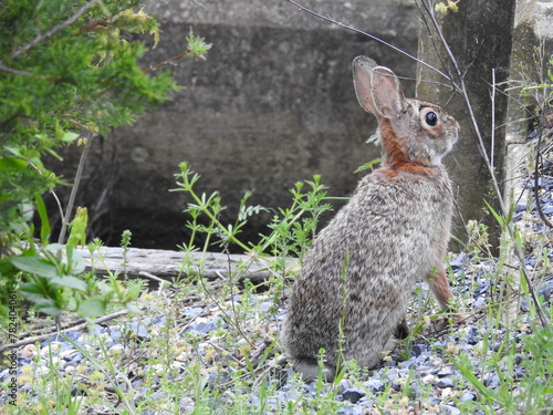 Eastern cottontail rabbit living within the woodland forest of the Bombay Hook National Wildlife Refuge, Kent County, Delaware. photo