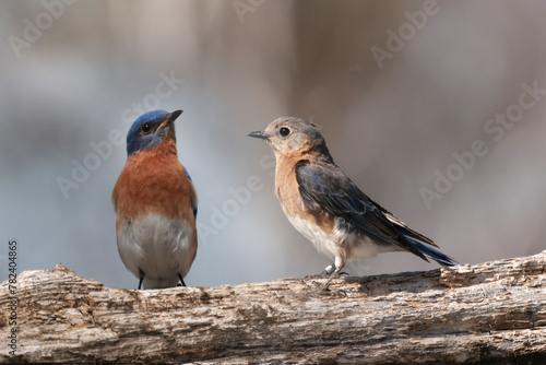 Male and Female Bluebird in early spring