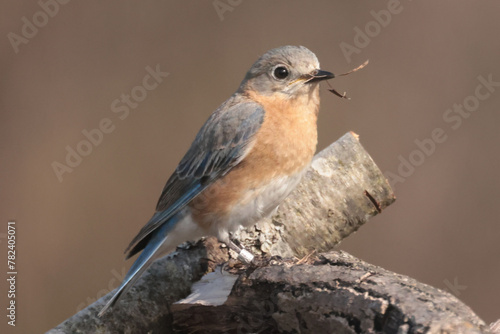 Female Bluebird on branch top gathering nesting materials