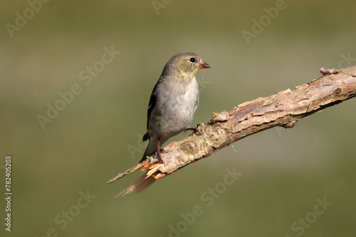 Goldfinches in spring molting into spring and summer colours photo