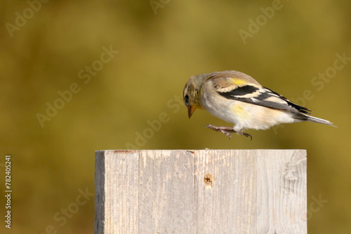 Goldfinches in spring molting into spring and summer colours photo