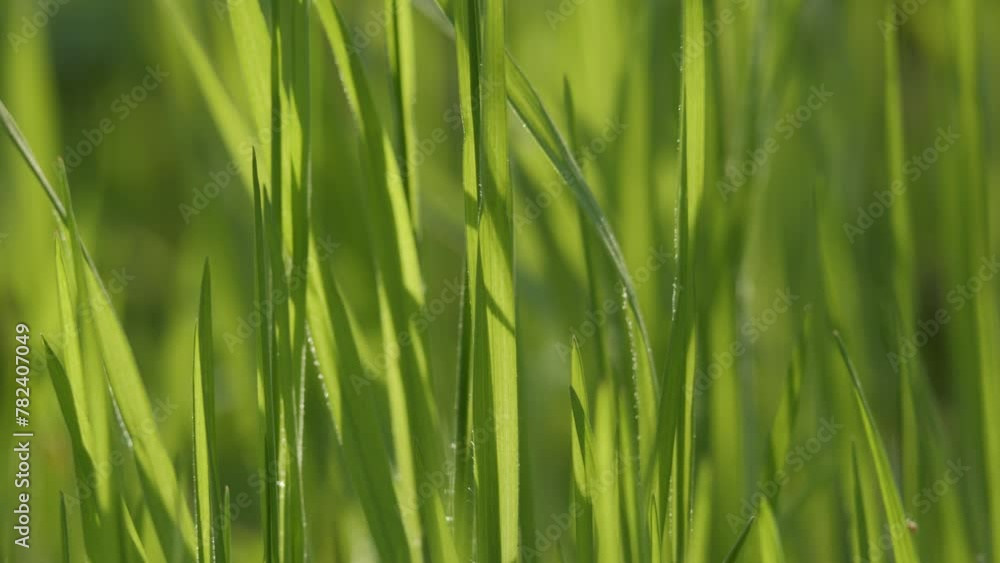 Green grass close-up. Fresh green grass with dew drops clips Green grass close-up. Fresh green grass with dew drops clips