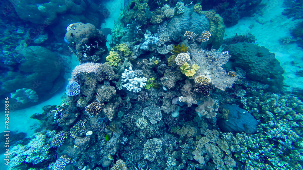 Obraz premium The Great Barrier Reef coral reef in Australia is a unique natural underwater landscape consisting of colorful corals below the sea surface