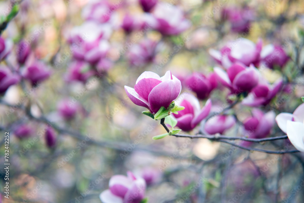 pink magnolia flowers on the branches pink magnolia flowers on the branches