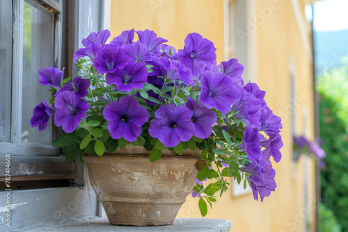 Colorful Petunia in stone pot
