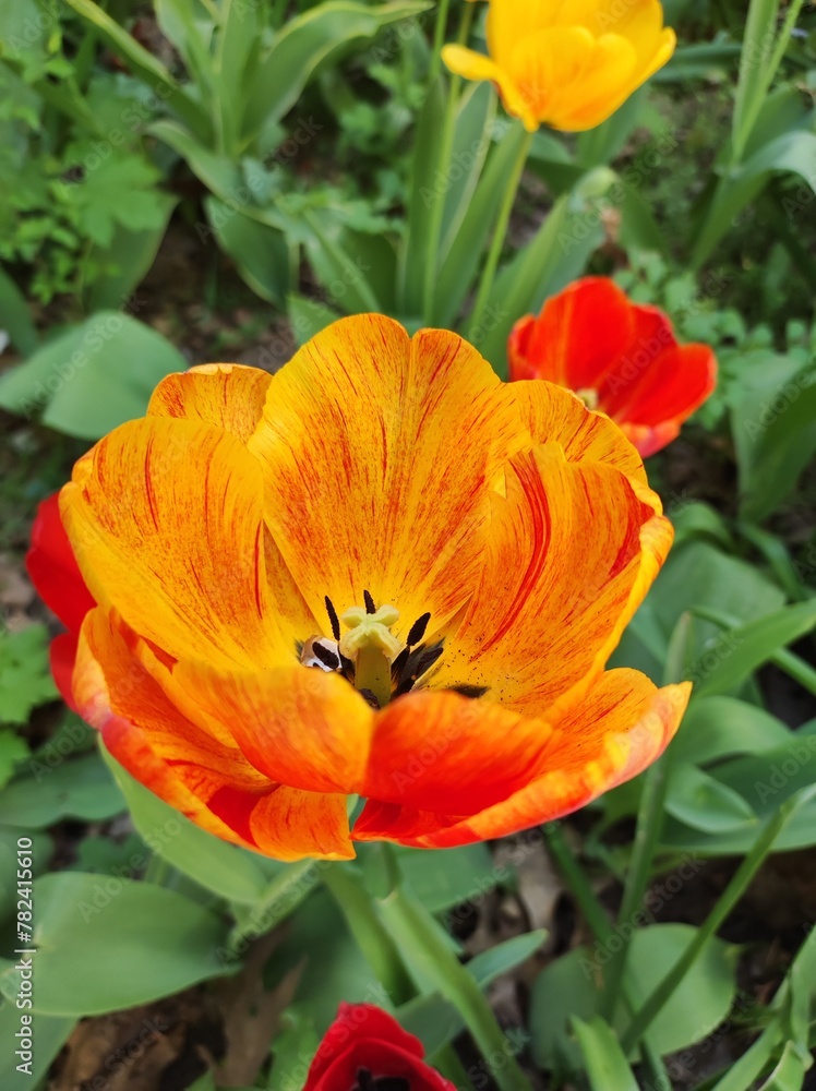 Red, yellow, orange tulip in the garden, closeup Red, yellow, orange tulip in the garden, closeup